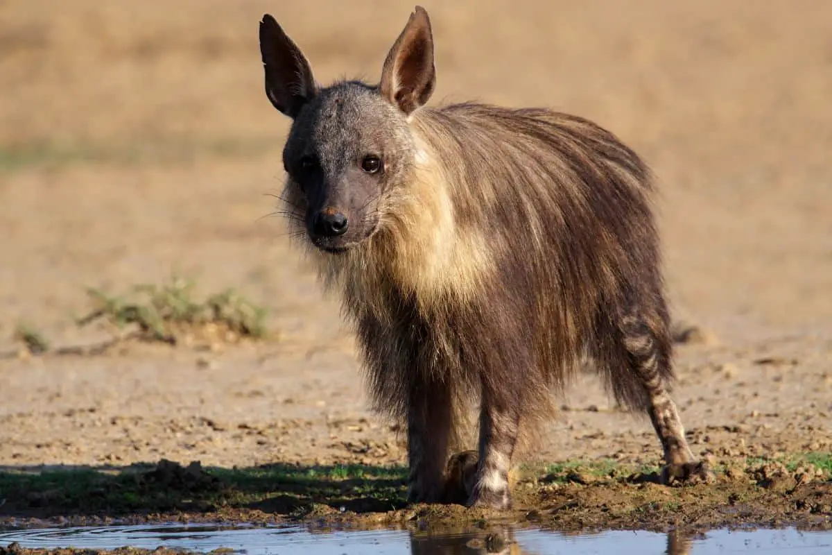 10 Brown Hyena Facts