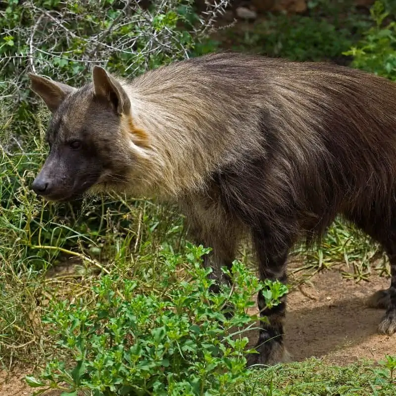 Brown hyena standing near bushes