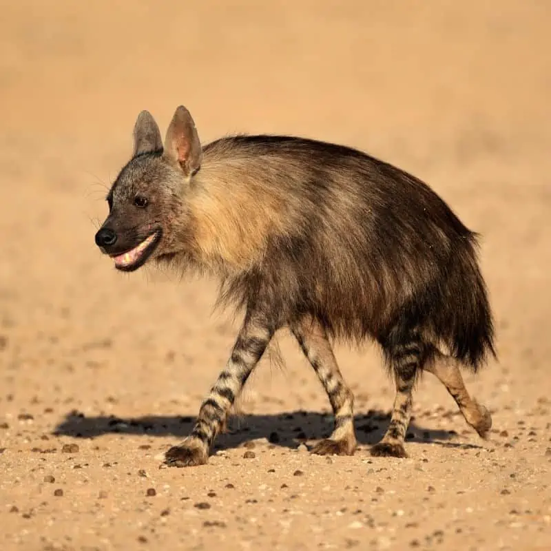 Brown hyena walking through the Kalahari desert
