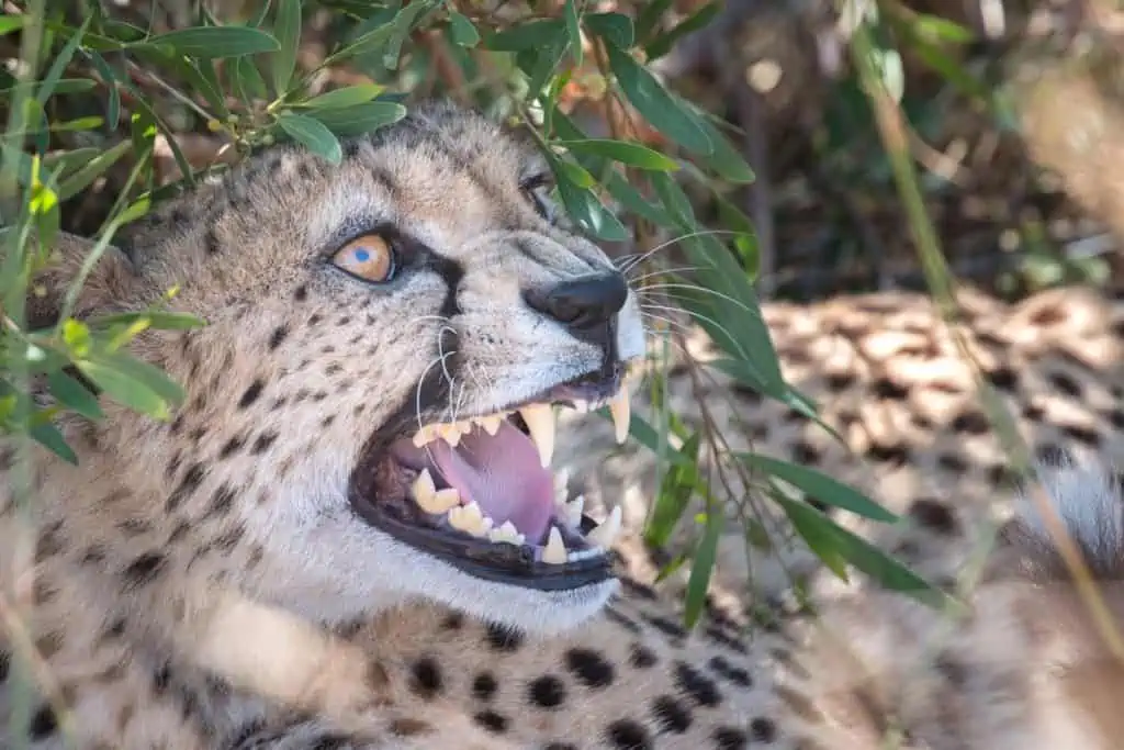 Cheetah showing its teeth