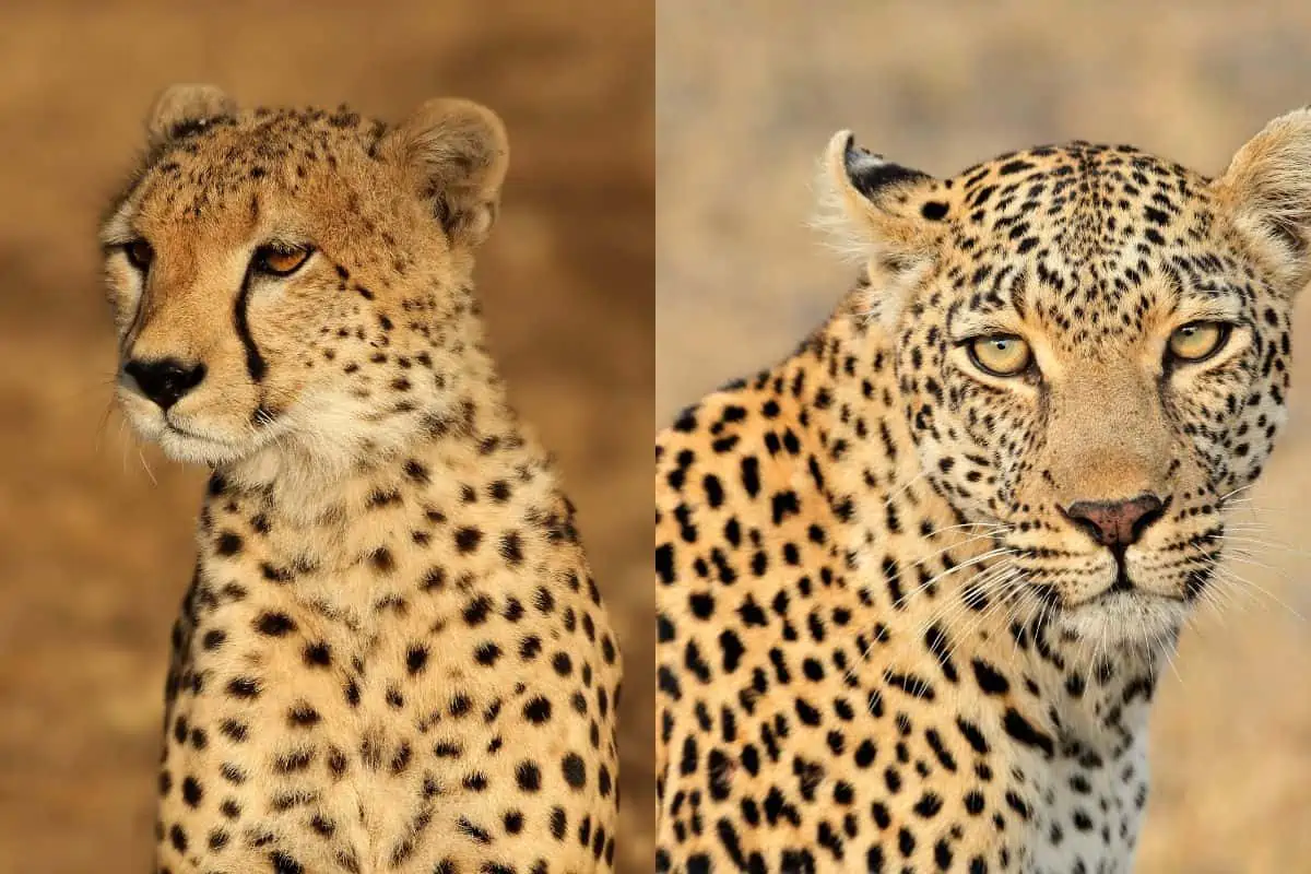Cheetah vs Leopard