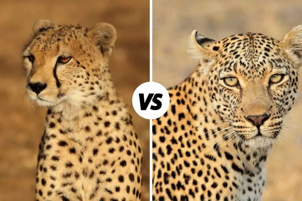 Cheetah vs Leopard