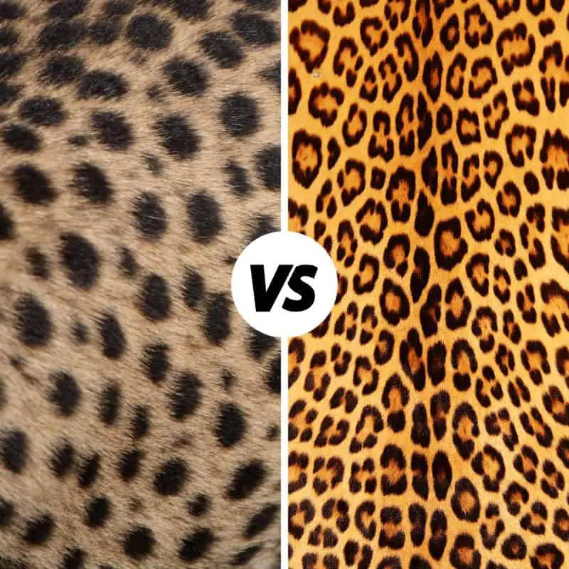 Cheetah vs leopard skins