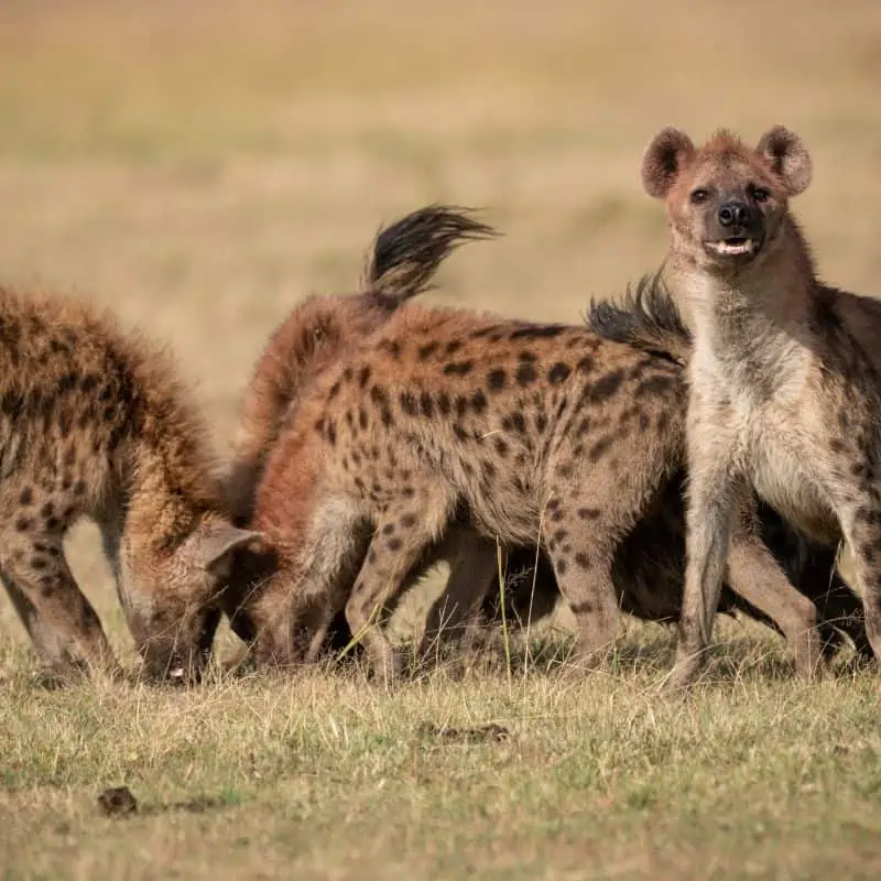 Clan of female hyena eating