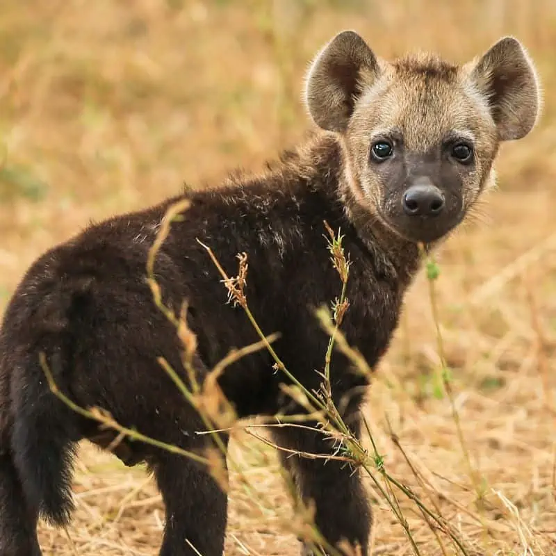 Close up of hyena cub