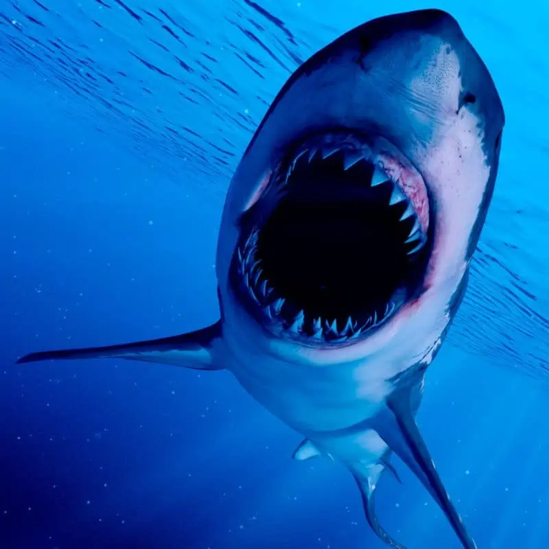 Great white shark open mouth