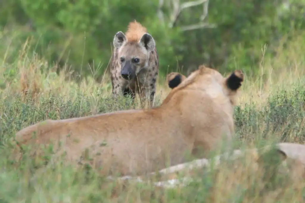 Hyena and Lion crossing paths