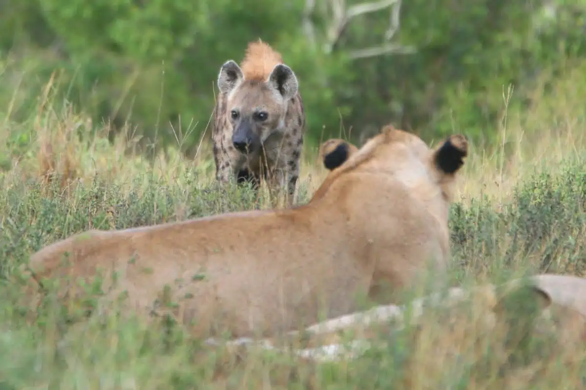 Do Hyenas Eat Lions?