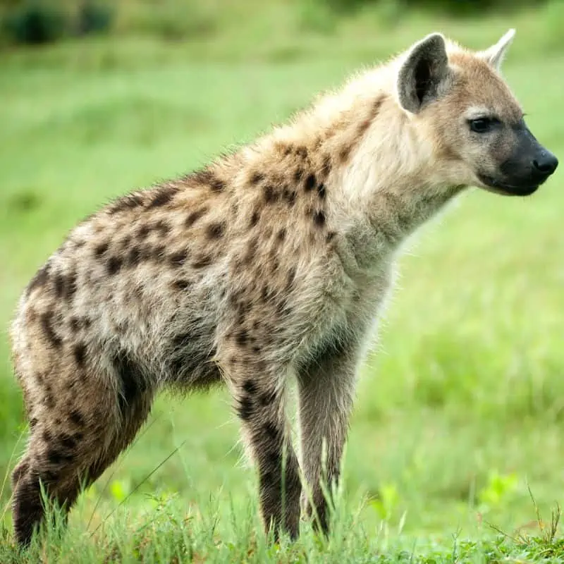 Hyena in the wild