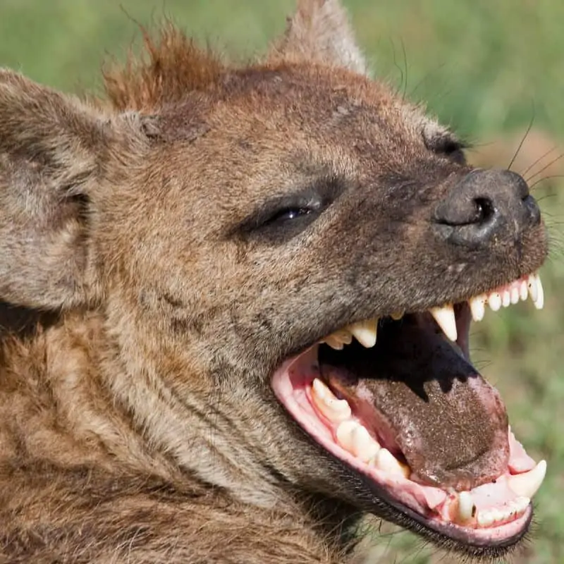 Hyena laughing close up
