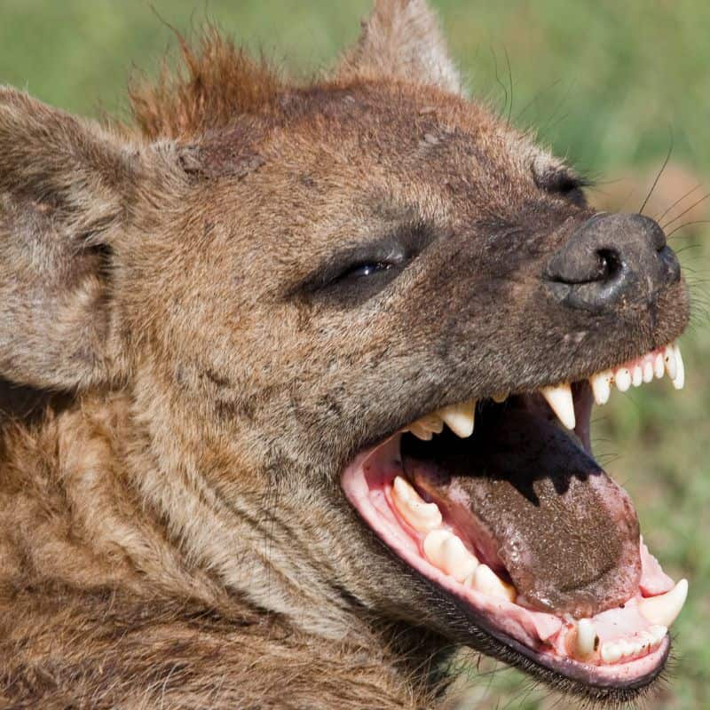 Hyena laughing close up