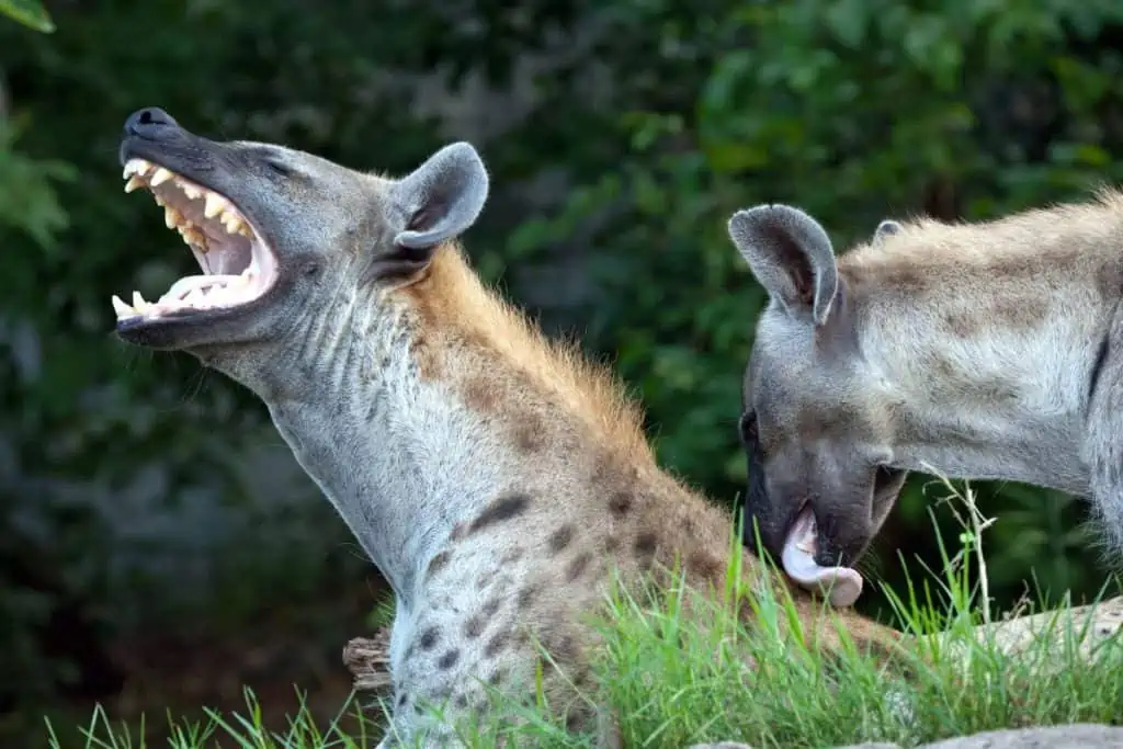 Hyena laughing while being groomed by another hyena