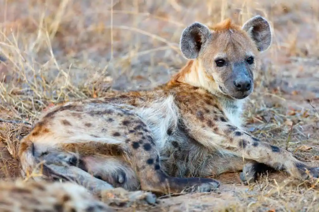 Hyena laying in a Safari park in South Africa