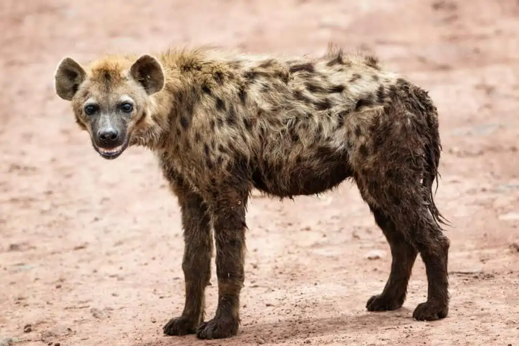 Hyena standing in the road