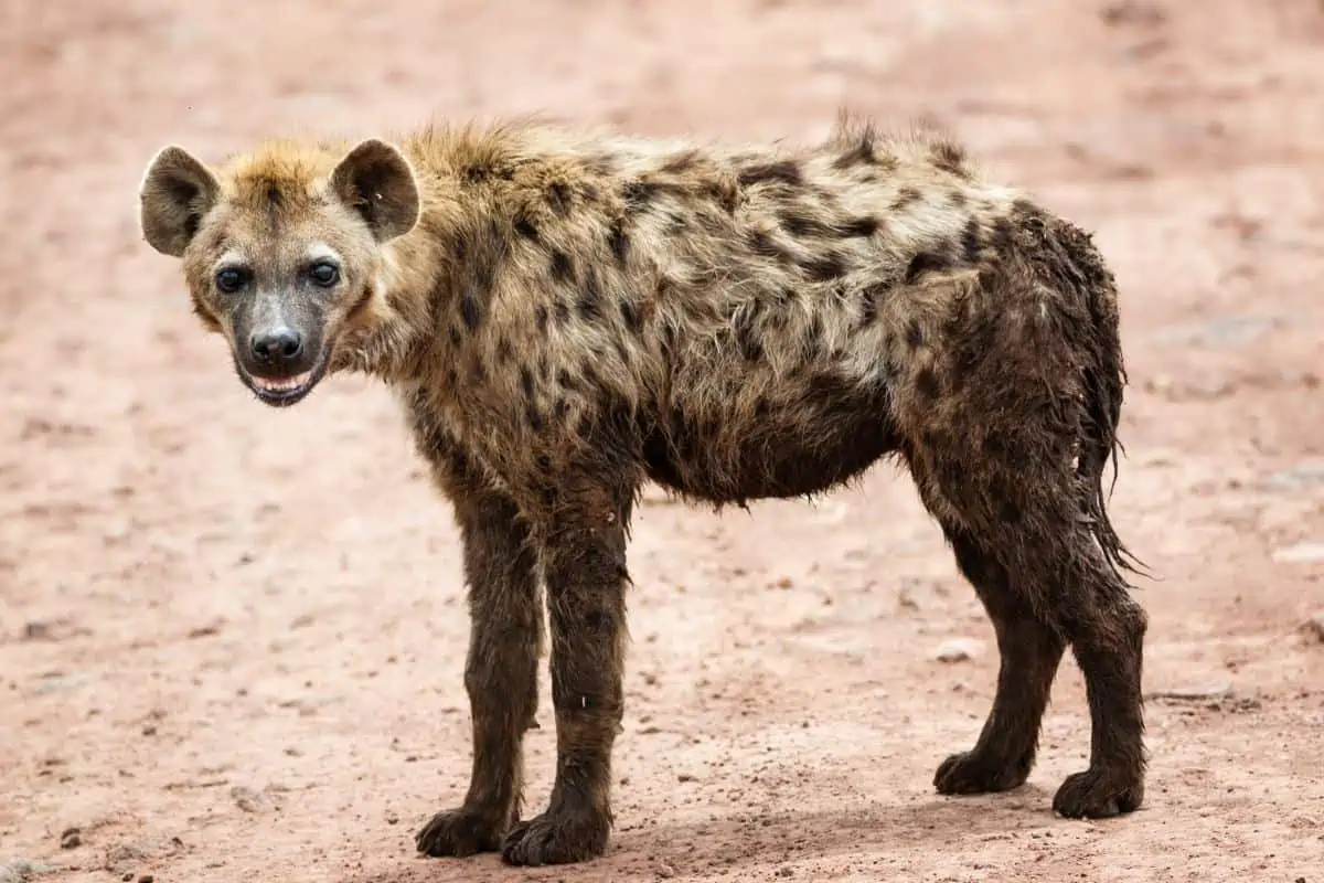How Big Are Hyenas? Hyena Size