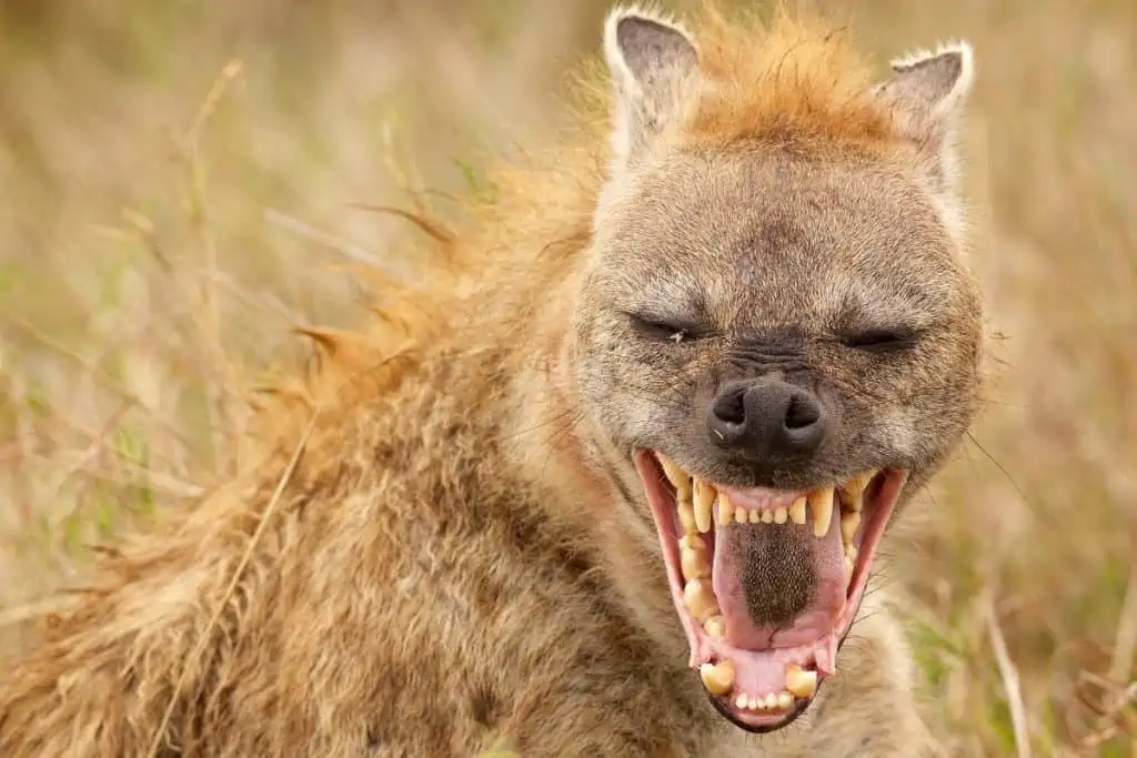 Hyena with mouth wide open
