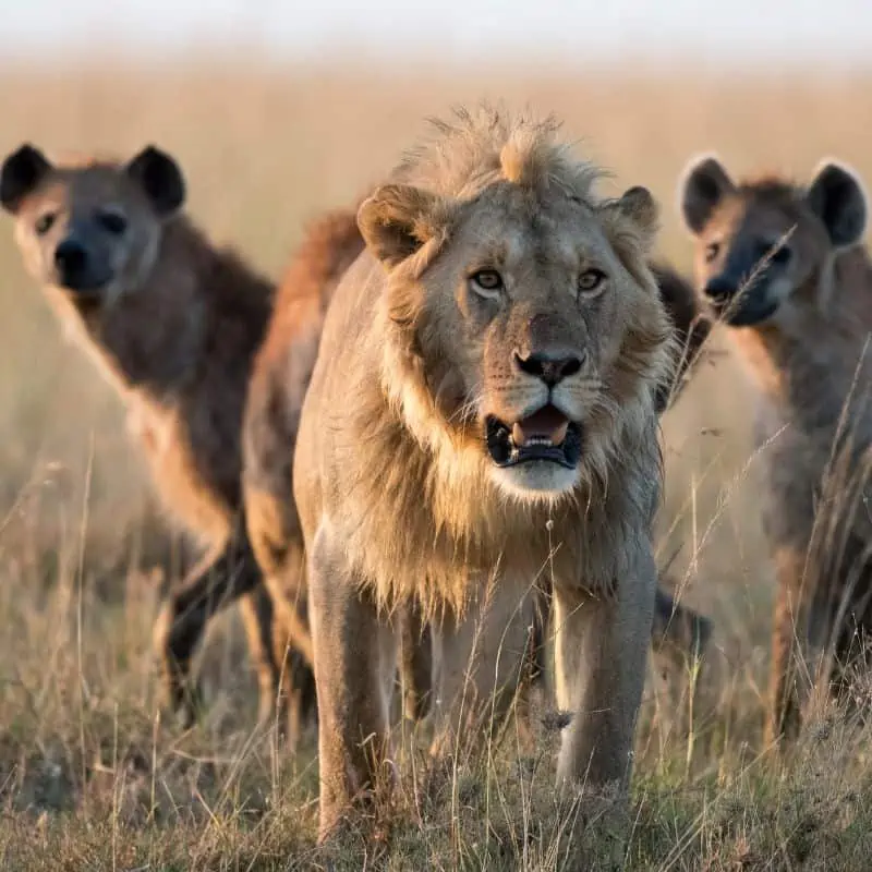 Hyenas behind Lion