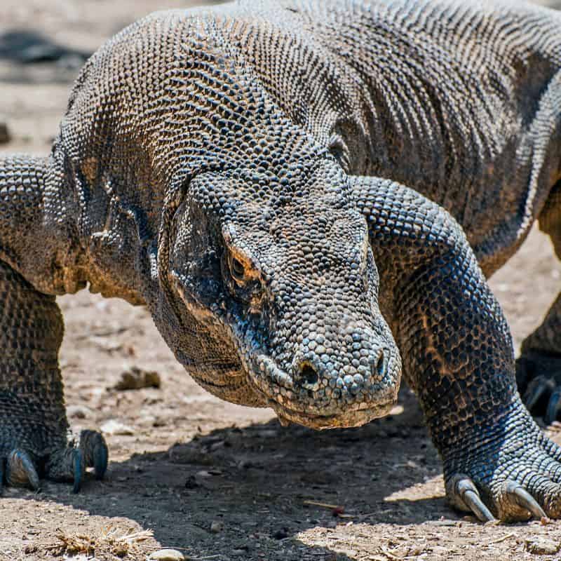 Komodo dragon