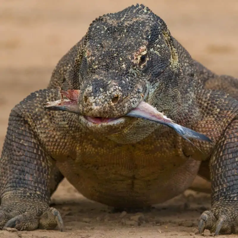 Komodo dragon eating its prey