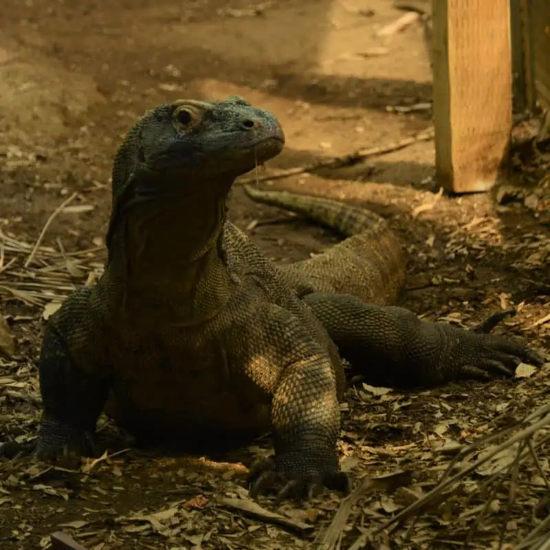Komodo dragon in enclosure