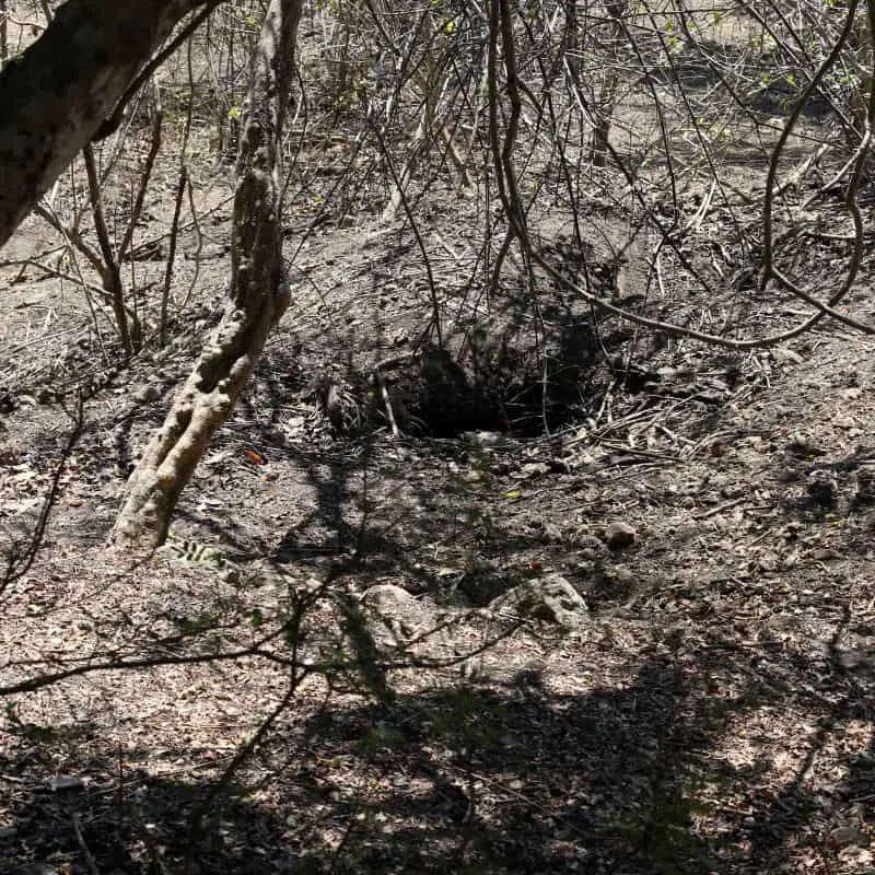 Komodo dragon nest on Rinca island