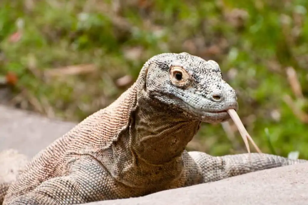 Komodo dragon on a rock with tongue out