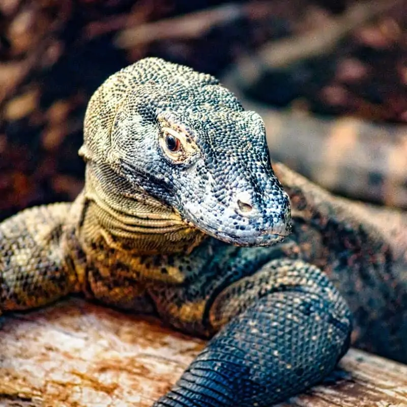 Komodo dragon on log close up