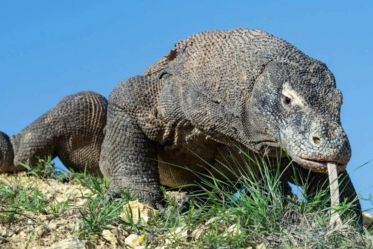 Are Komodo Dragons Endangered? (How Many Are Left?)