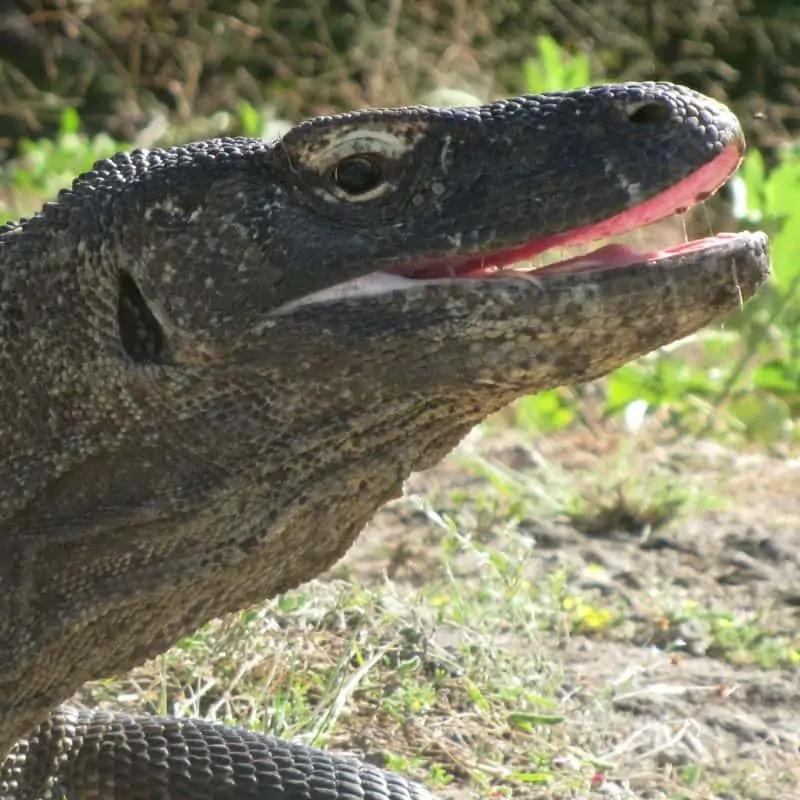 Komodo dragon open mouth close up