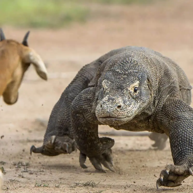Komodo dragon ready to attack its prey