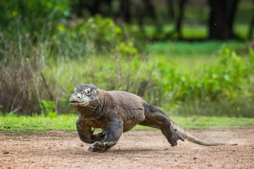 Komodo dragon running