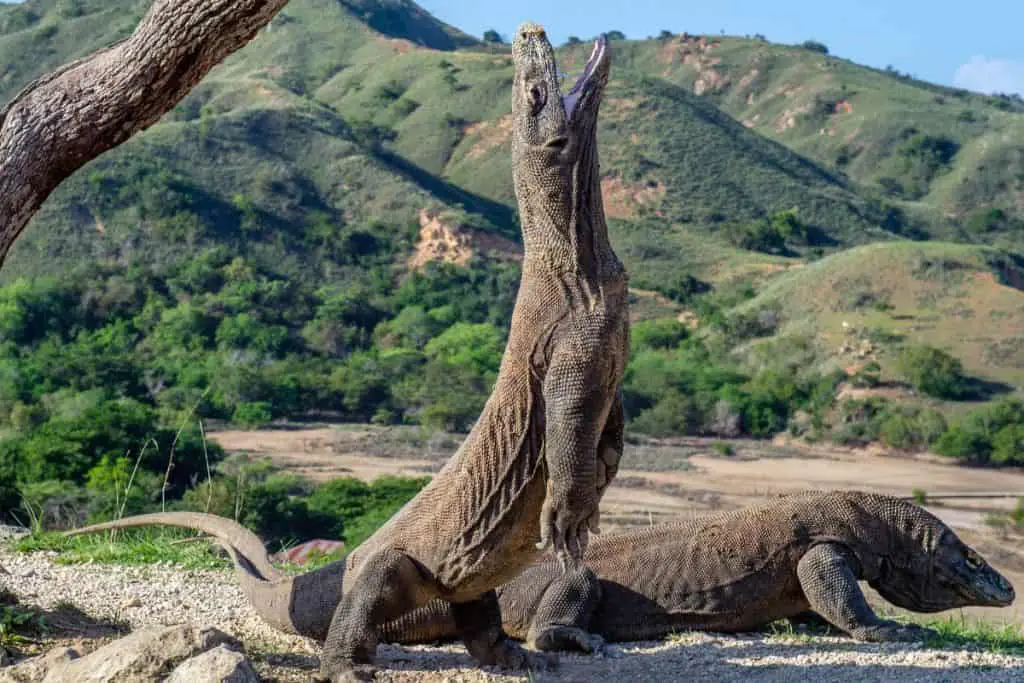 Komodo dragon standing on hind legs