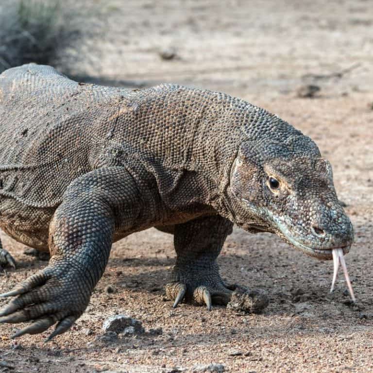 Are Komodo Dragons Dangerous? (Are They Friendly?)