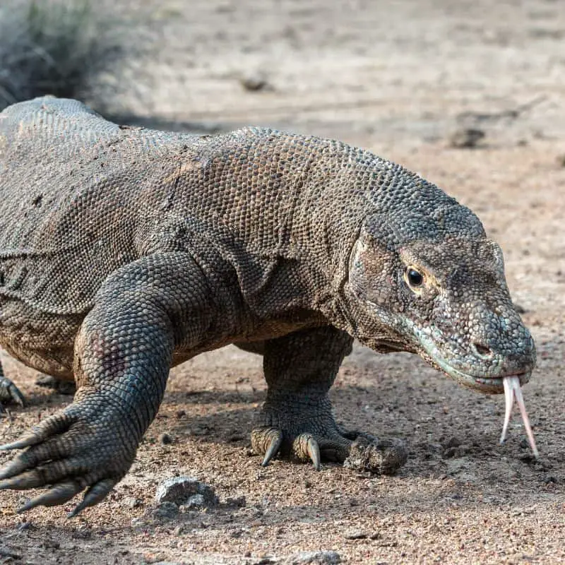Komodo dragon uses its tongue to sniff air when hunting