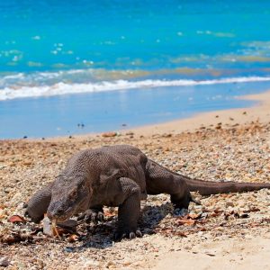 How Fast Is a Komodo Dragon? (On Land And Water)