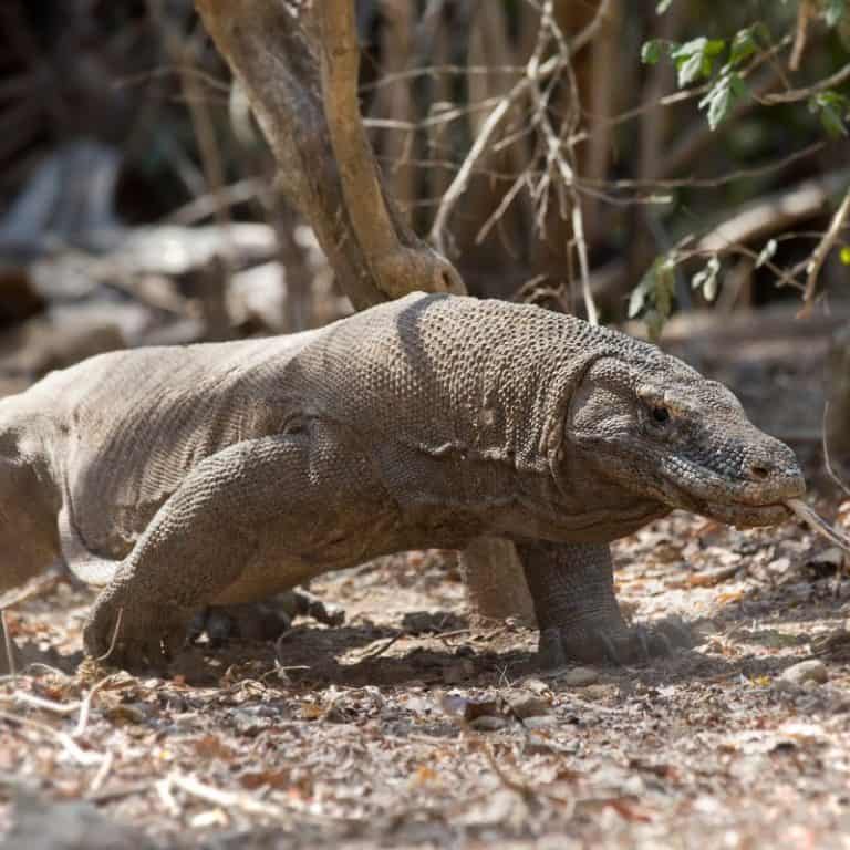 Komodo Dragon Size (Facts You Probably Didn't Know)