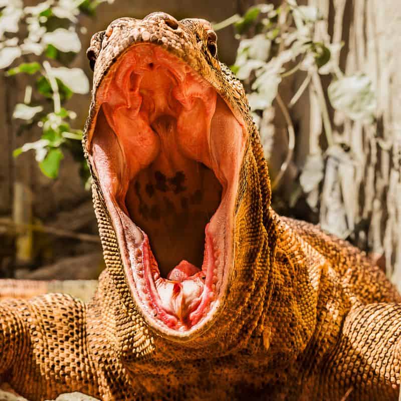 Komodo Dragon Teeth All You Need To Know And More 