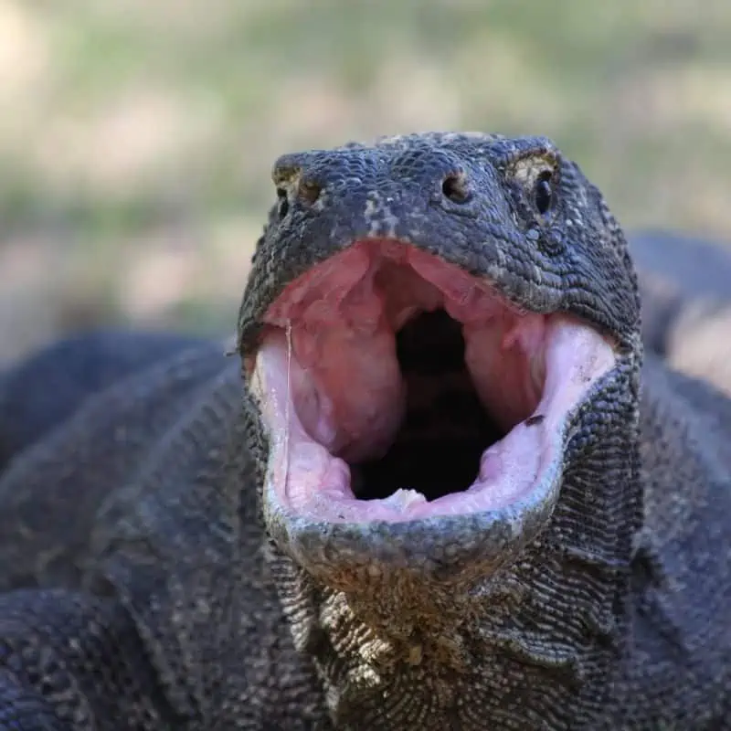 Komodo dragon with mouth open