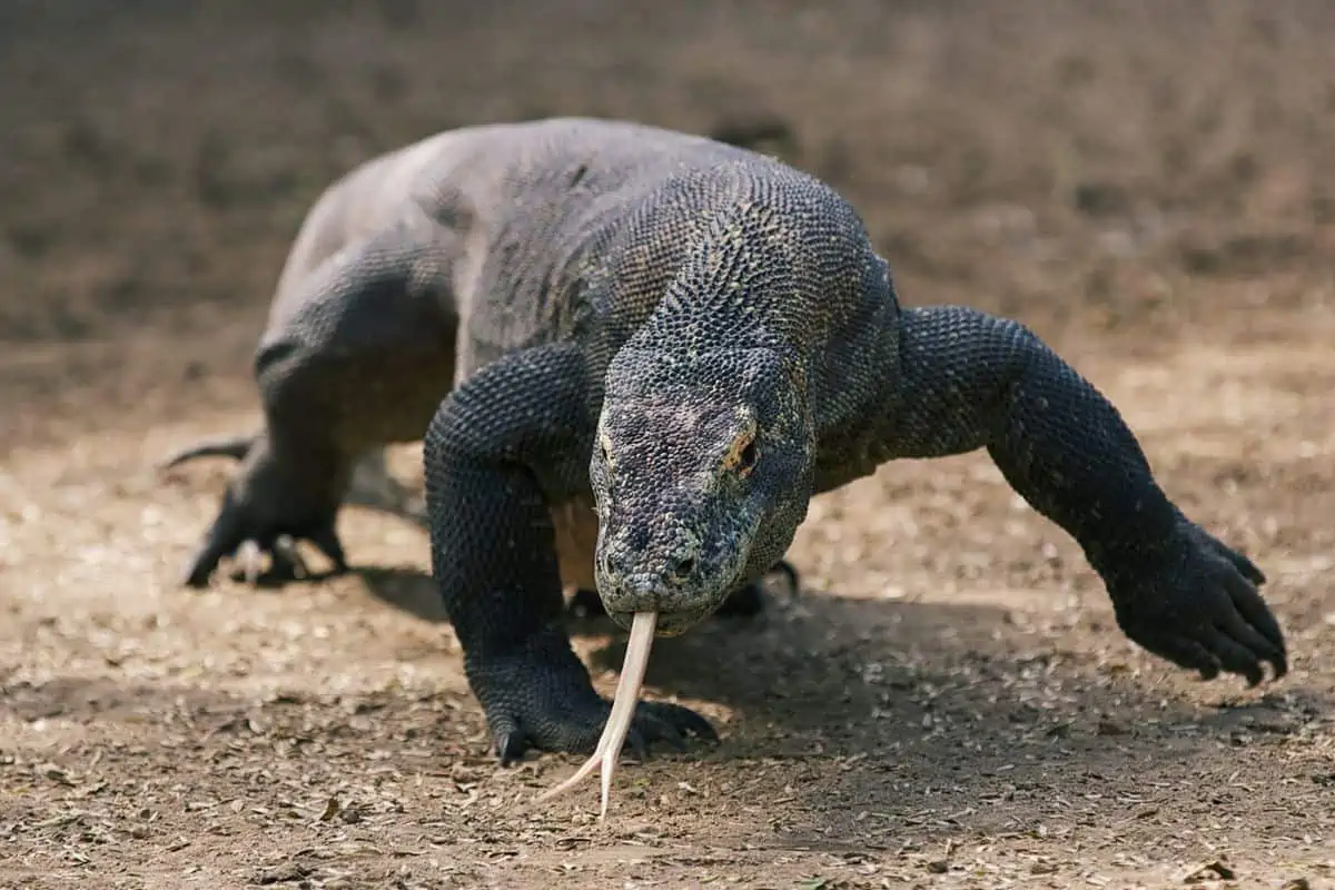 Are Komodo Dragons Dangerous?