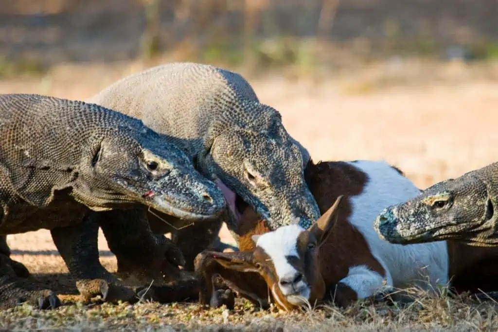 Komodo dragons eating their prey