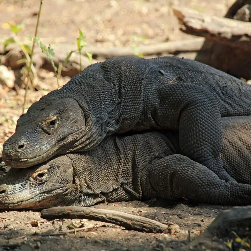 Komodo dragons mating