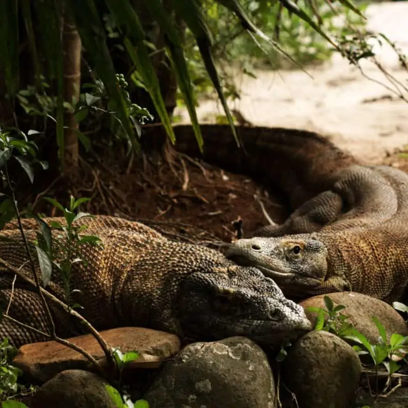 Komodo dragons resting under small trees