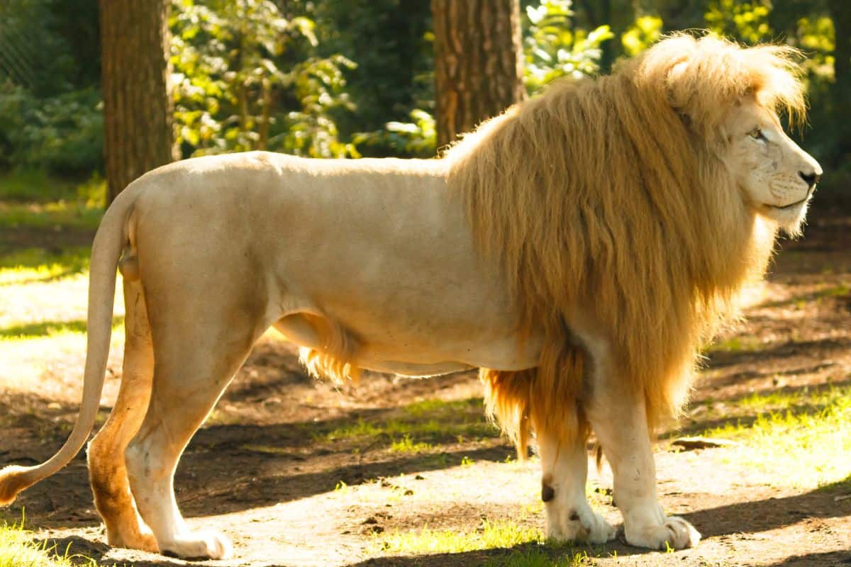 How Much Do Lions Weigh Large Predators 