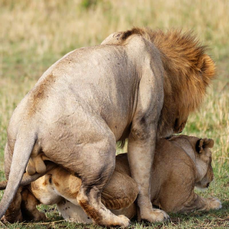 Lion and Lioness mating