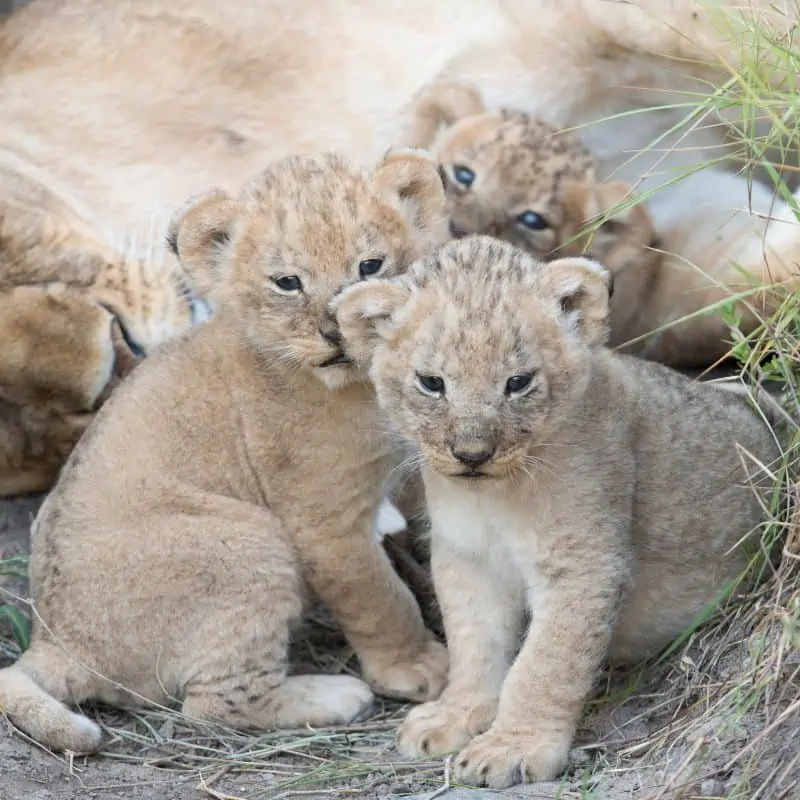 Lion cubs infront of their mother