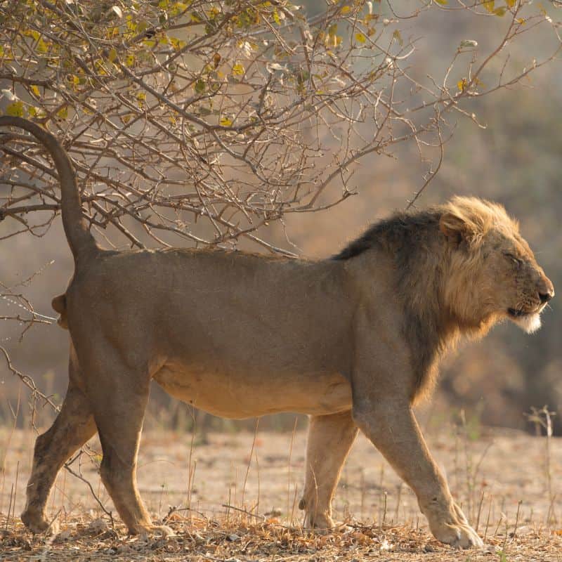 Lion marking his territory