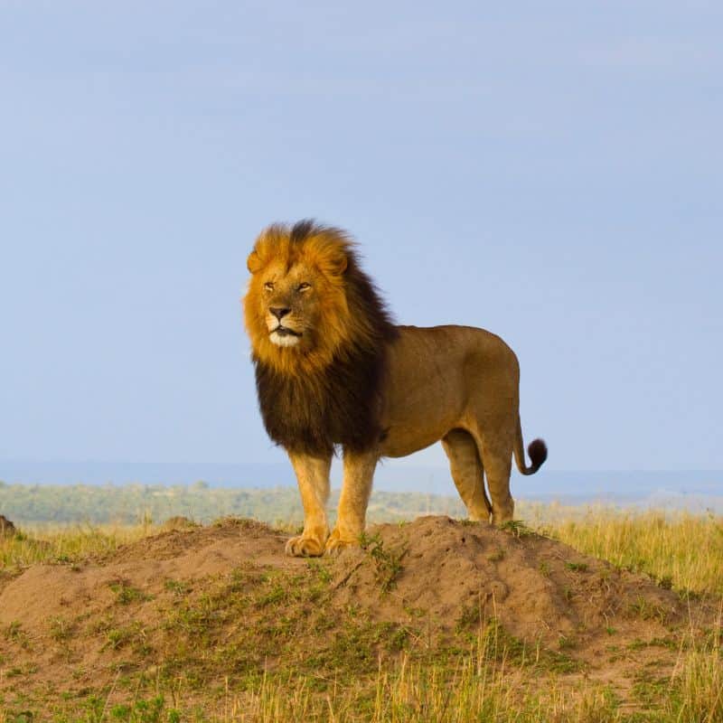 Lion protecting his territory