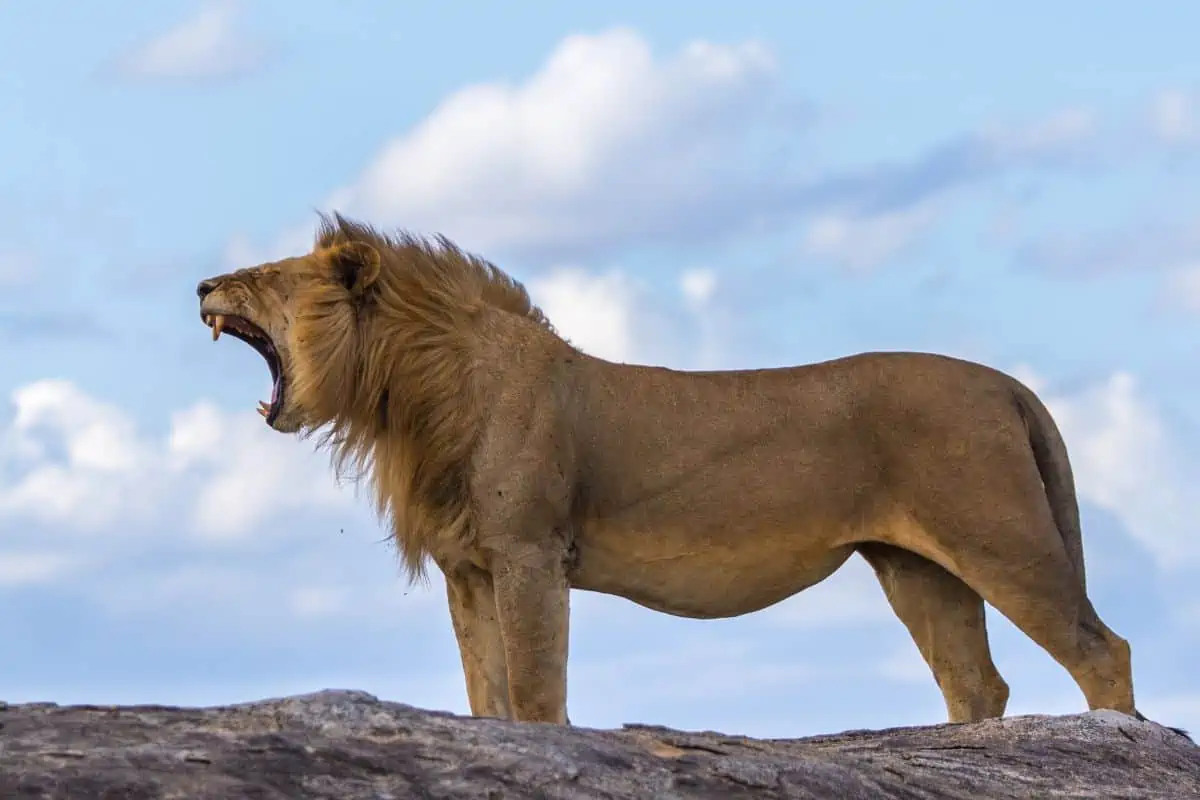 Why Are Lions King Of The Jungle?