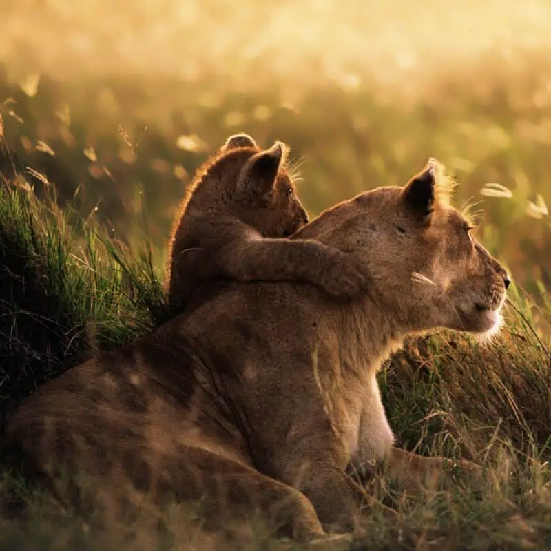 Lioness and her cub laying down in the grass