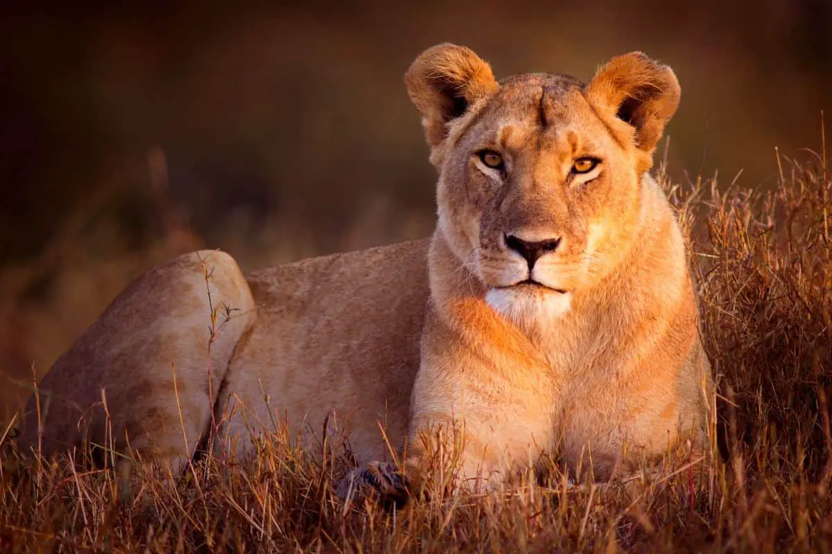 What Is a Female Lion Called?